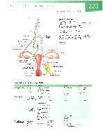 Sobotta  Atlas of Human Anatomy  Trunk, Viscera,Lower Limb Volume2 2006, page 230